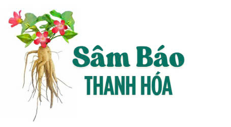 Sâm báo Thanh Hóa