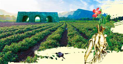 Sâm Báo – dược liệu ‘Đại Việt Đệ Nhất Danh Sâm