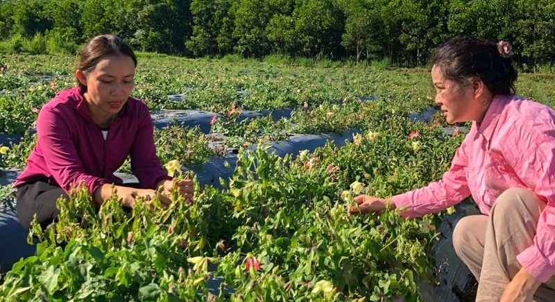 Sâm Báo (Abelmoschus sagittifolius (Kurz) Merr.)