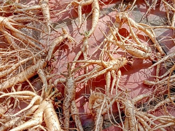 Sâm Báo củ tươi